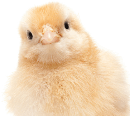 chicklet